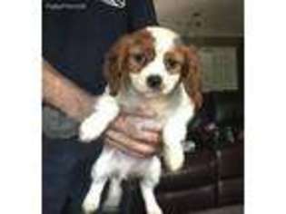 Cavalier King Charles Spaniel Puppy for sale in Maysville, GA, USA