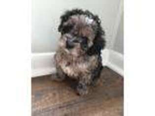Cavapoo Puppy for sale in Wytheville, VA, USA