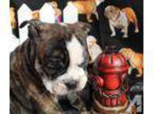 Bulldog Puppy for sale in COWETA, OK, USA