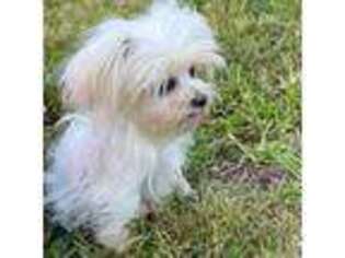 Maltese Puppy for sale in Richland, MO, USA