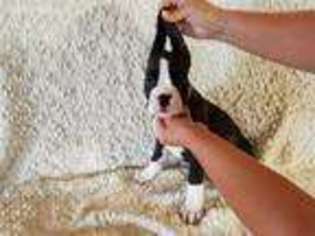 Boxer Puppy for sale in Warner, OK, USA