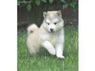 Alaskan Malamute Puppy for sale in Saint Ignatius, MT, USA