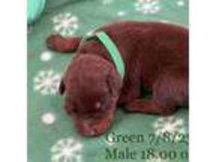 Doberman Pinscher Puppy for sale in Springfield, GA, USA