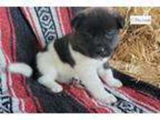 Akita Puppy for sale in Portland, OR, USA