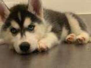 Siberian Husky Puppy for sale in Richardson, TX, USA