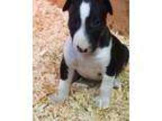Bull Terrier Puppy for sale in Melbourne, KY, USA