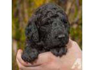 Labradoodle Puppy for sale in SEATTLE, WA, USA