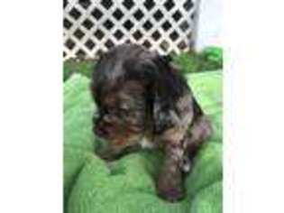 Cocker Spaniel Puppy for sale in Sneads Ferry, NC, USA