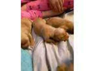 Golden Retriever Puppy for sale in Morris, IL, USA