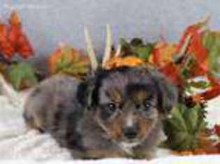 Miniature Australian Shepherd Puppy for sale in Dublin, TX, USA