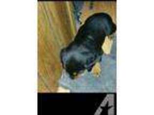 Rottweiler Puppy for sale in SCHUYLKILL HAVEN, PA, USA