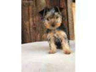 Yorkshire Terrier Puppy for sale in Ignacio, CO, USA
