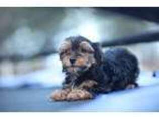 Yorkshire Terrier Puppy for sale in Hazlehurst, GA, USA