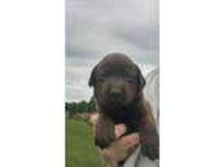 Labrador Retriever Puppy for sale in Dafter, MI, USA
