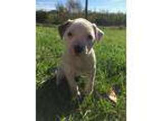 American Bulldog Puppy for sale in Mascotte, FL, USA