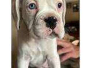 Boxer Puppy for sale in Beaverton, OR, USA