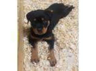 Rottweiler Puppy for sale in Preston, CT, USA