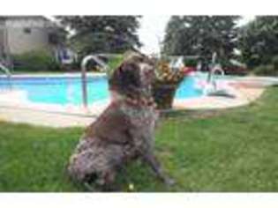 German Shorthaired Pointer Puppy for sale in Grand Blanc, MI, USA