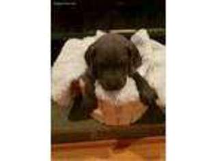 Great Dane Puppy for sale in Somerville, TN, USA