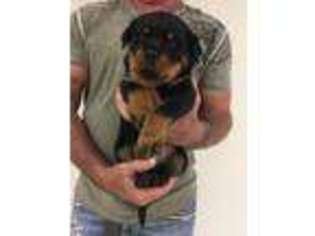 Rottweiler Puppy for sale in Venice, FL, USA