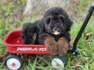 Labradoodle Puppy for sale in Dallas, TX, USA
