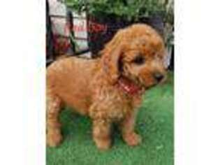 Goldendoodle Puppy for sale in Two Rivers, WI, USA