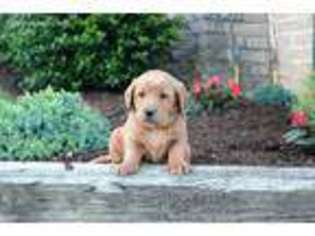 Labradoodle Puppy for sale in Gordonville, PA, USA