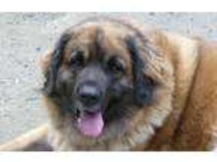 Leonberger Puppy for sale in Riddle, OR, USA