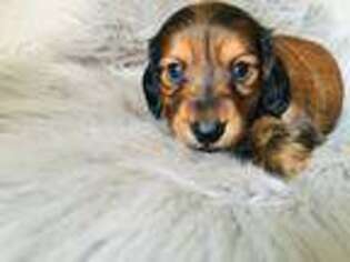 Dachshund Puppy for sale in Hardin, IL, USA