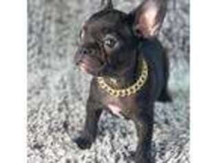 French Bulldog Puppy for sale in North Las Vegas, NV, USA