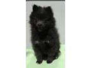 Pomeranian Puppy for sale in Mount Vernon, IL, USA
