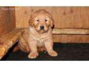 Golden Retriever Puppy for sale in Tacoma, WA, USA