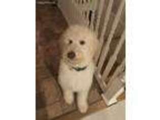 Labradoodle Puppy for sale in Clifton, NJ, USA