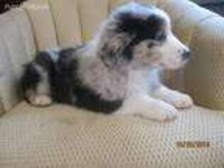 Australian Shepherd Puppy for sale in Homeworth, OH, USA