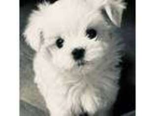 Maltese Puppy for sale in Indianapolis, IN, USA