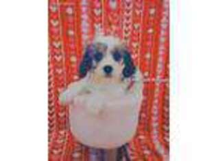 Cavachon Puppy for sale in Loogootee, IN, USA