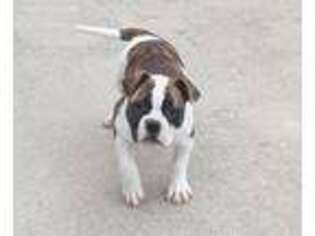 American Bulldog Puppy for sale in Farina, IL, USA