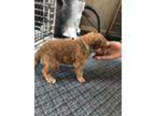 Chesapeake Bay Retriever Puppy for sale in Marengo, IA, USA
