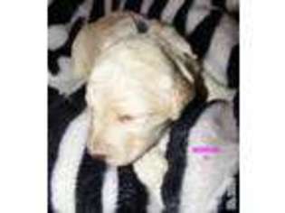 Labradoodle Puppy for sale in MARTVILLE, NY, USA