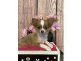 Chihuahua Puppy for sale in Seneca Falls, NY, USA