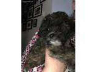 Shih-Poo Puppy for sale in Boca Raton, FL, USA