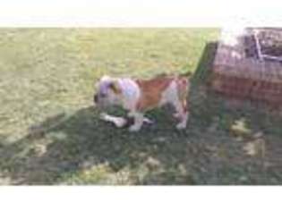 Olde English Bulldogge Puppy for sale in Odessa, TX, USA