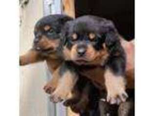 Rottweiler Puppy for sale in West Point, GA, USA