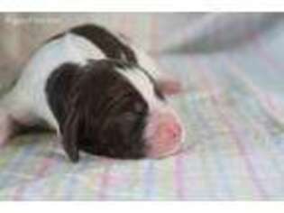 English Springer Spaniel Puppy for sale in Jericho, VT, USA