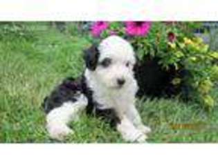 Mutt Puppy for sale in Clayton, OH, USA
