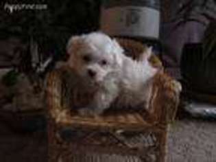 Maltese Puppy for sale in Lexington, MI, USA