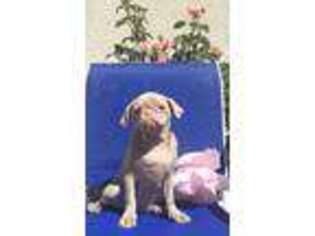 Pug Puppy for sale in Sacramento, CA, USA