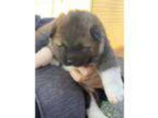 Akita Puppy for sale in Saugerties, NY, USA