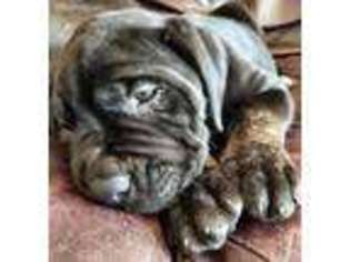 Cane Corso Puppy for sale in Manheim, PA, USA
