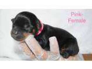 Rottweiler Puppy for sale in Hollywood, FL, USA